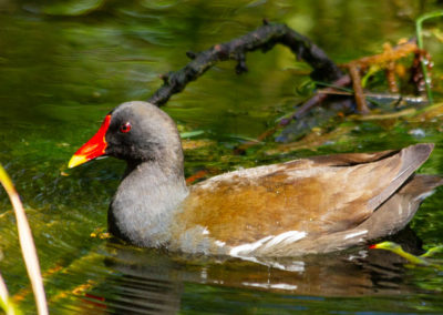 Gallinule poule-d’eau, Zoo de Bâle, Bâle, Bâle-Ville, Suisse