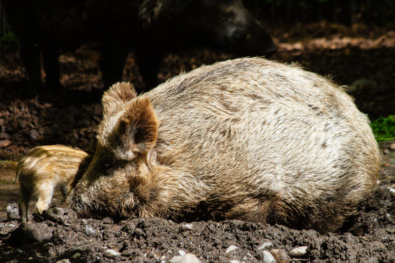 Visite - Zoo de Bâle
