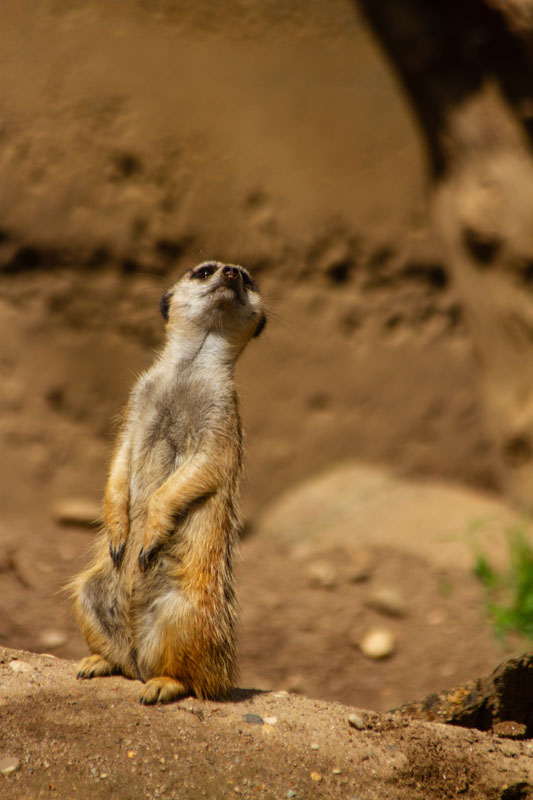 Visite - Zoo de Bâle