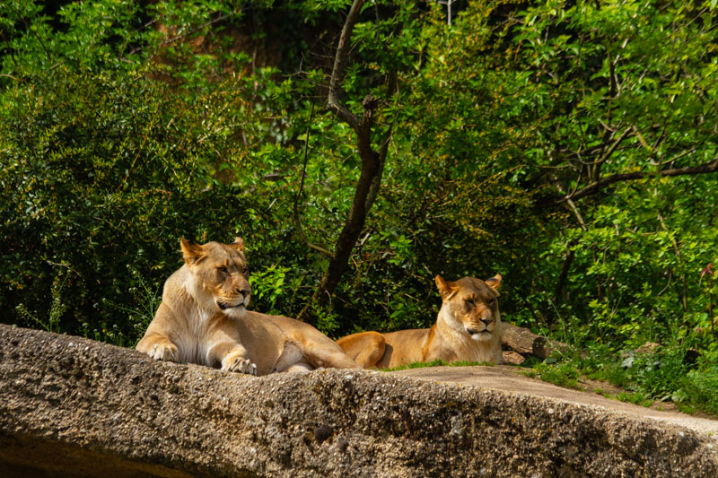Visite - Zoo de Bâle