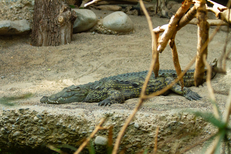 Visite - Zoo de Bâle