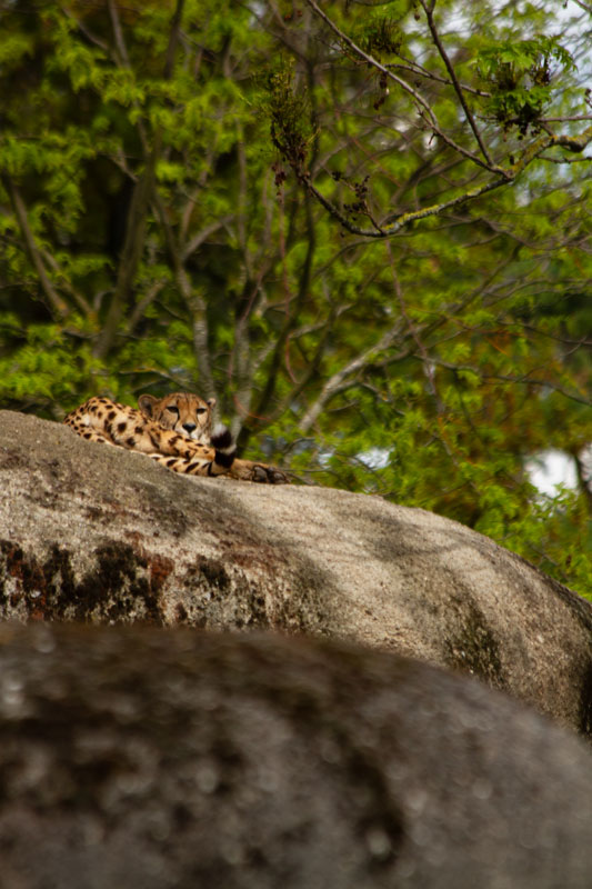Visite - Zoo de Bâle