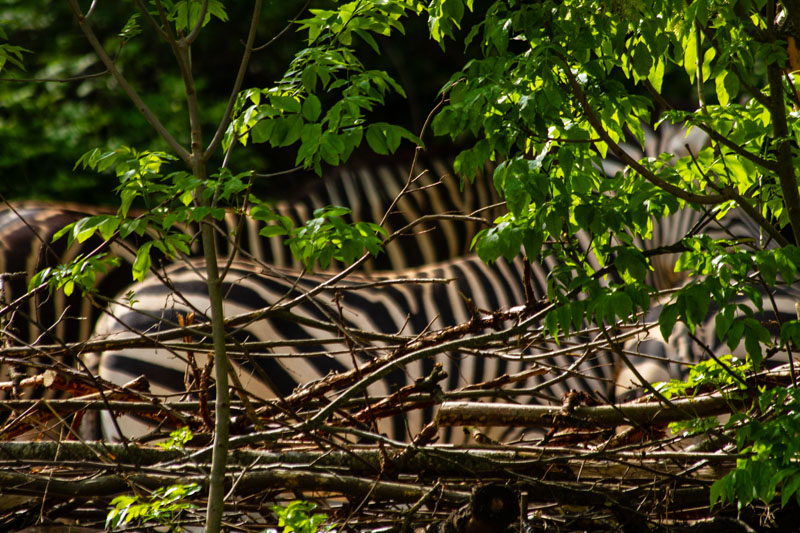 Visite - Zoo de Bâle