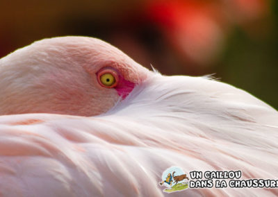 Galerie d’images – Flamand rose