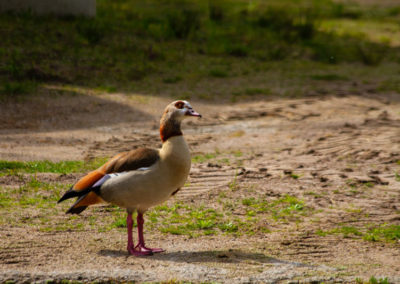 Ouette d'Égypte, Zoo de Bâle, Bâle, Bâle-Ville, Suisse