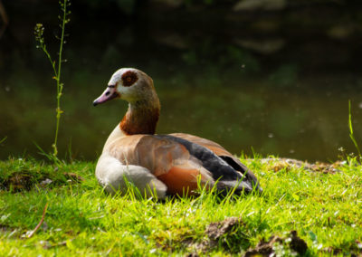 Ouette d'Égypte, Zoo de Bâle, Bâle, Bâle-Ville, Suisse