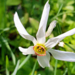Randonnée - Neige de mai 2025