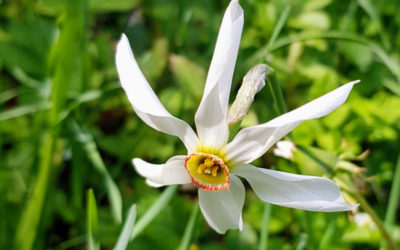 Neige de mai 2025