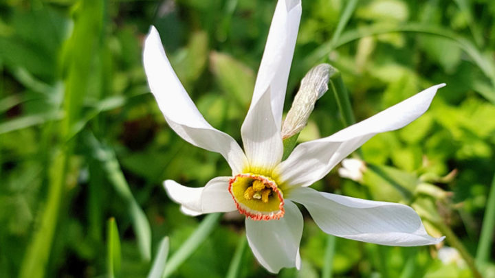 Neige de mai 2025