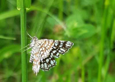 Insecte en vrac