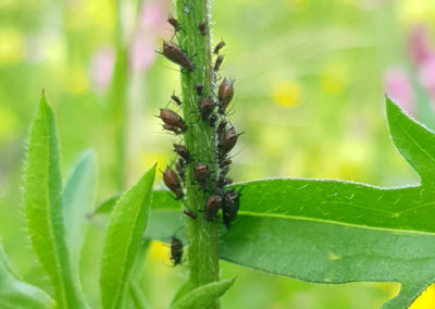 Insecte en vrac