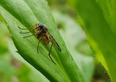 Insecte en vrac
