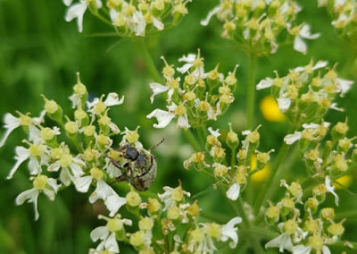 Insecte en vrac