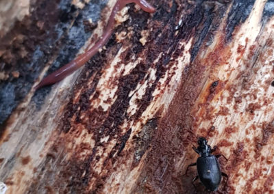 Insecte en vrac