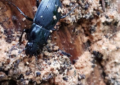 Insecte en vrac