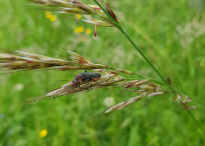 Insecte en vrac