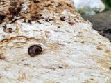 Gloméris helvetica, Puidoux, Vaud, Suisse