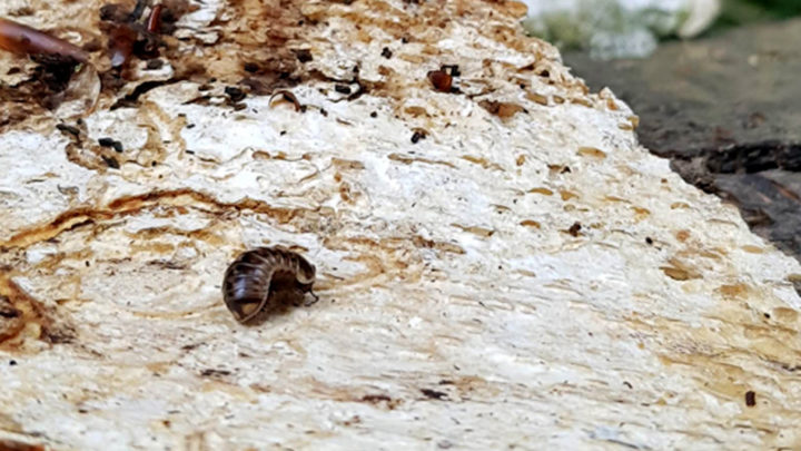 Gloméris helvetica