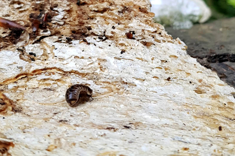 Gloméris helvetica Gloméris helvetica