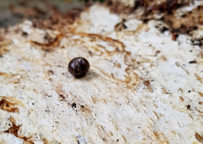 Gloméris helvetica, Puidoux, Vaud, Suisse