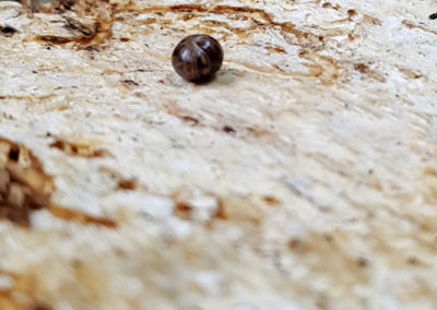 Gloméris helvetica, Puidoux, Vaud, Suisse