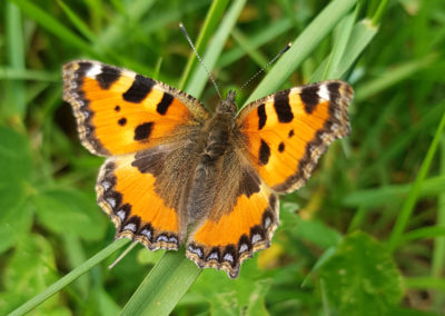 Petite tortue (Papillon), Puidoux, Vaud, Suisse