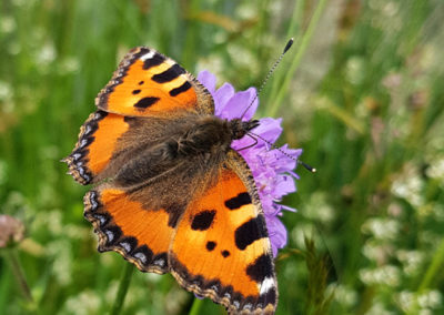 Petite tortue (Papillon), Puidoux, Vaud, Suisse