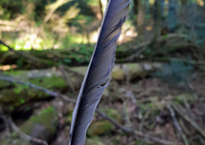 Plumes en vrac