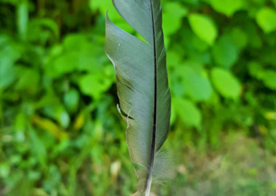 Plumes en vrac