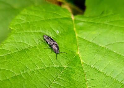 Insecte en vrac