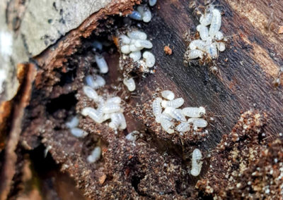 Insecte en vrac