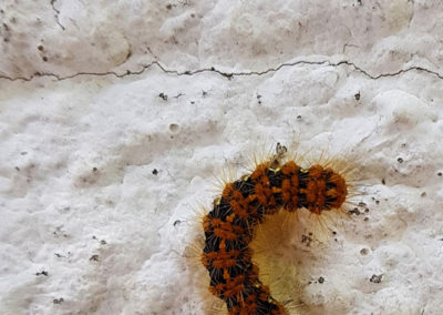 Insecte en vrac