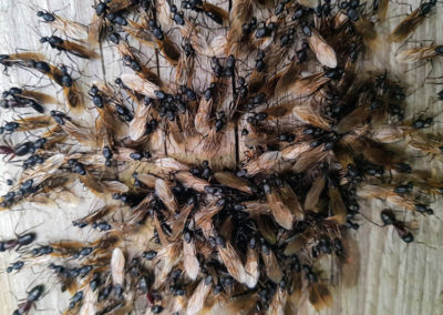 Insecte en vrac