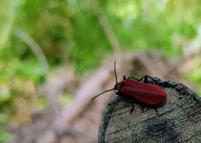 Insecte en vrac