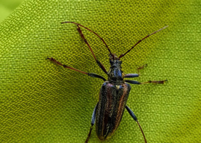 Insecte en vrac