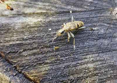 Insecte en vrac