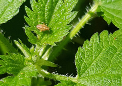 Insecte en vrac