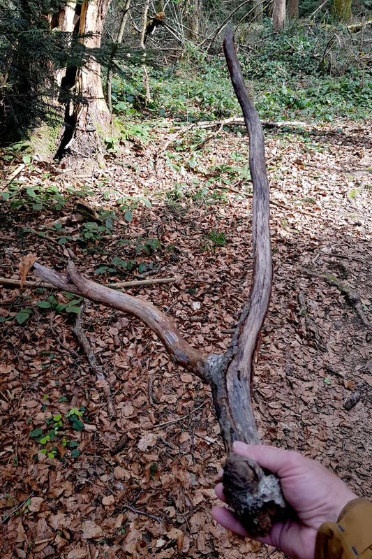 Cervidé - Bois Cervidé - Bois