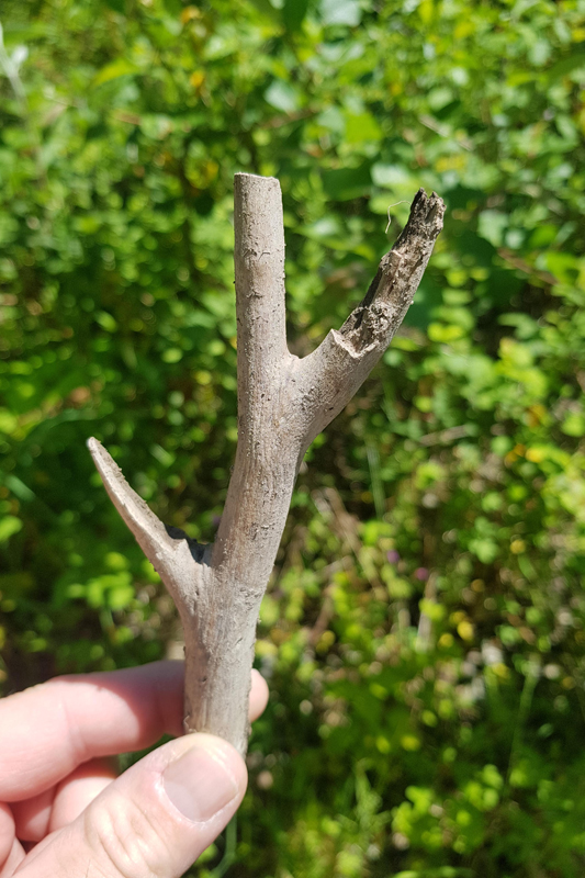 Cervidé - Bois Cervidé - Bois