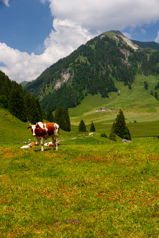 Randonnée - Charmey – Haut-Mont – Joux à Marro