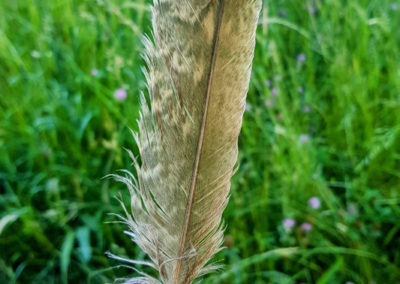 Plumes en vrac