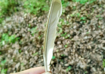 Plumes en vrac