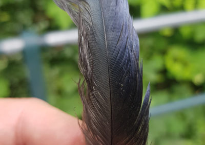 Plumes en vrac