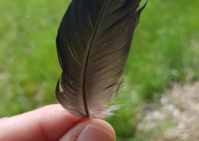 Plumes en vrac