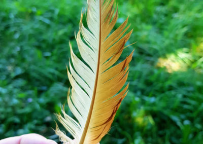 Plumes en vrac