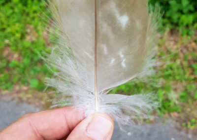 Plumes en vrac