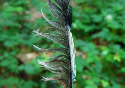 Plumes en vrac : Geai des chênes