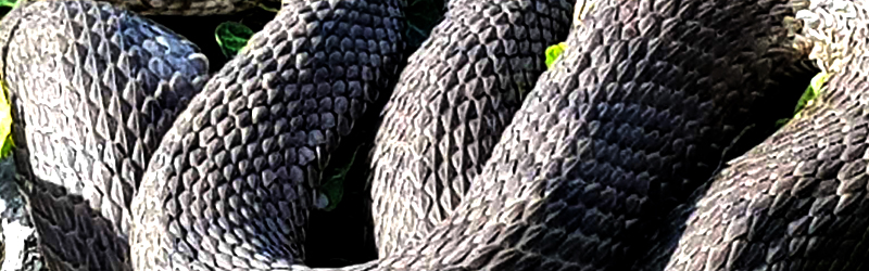 Serpent - Présentation