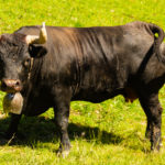 Vache - Vache d'Hérens, Morgins, Valais, Suisse