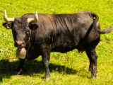 Vache - Vache d'Hérens, Morgins, Valais, Suisse